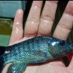 Paket Bibit Mujair Hitam ukuran 9-10 cm isi 20 ekor