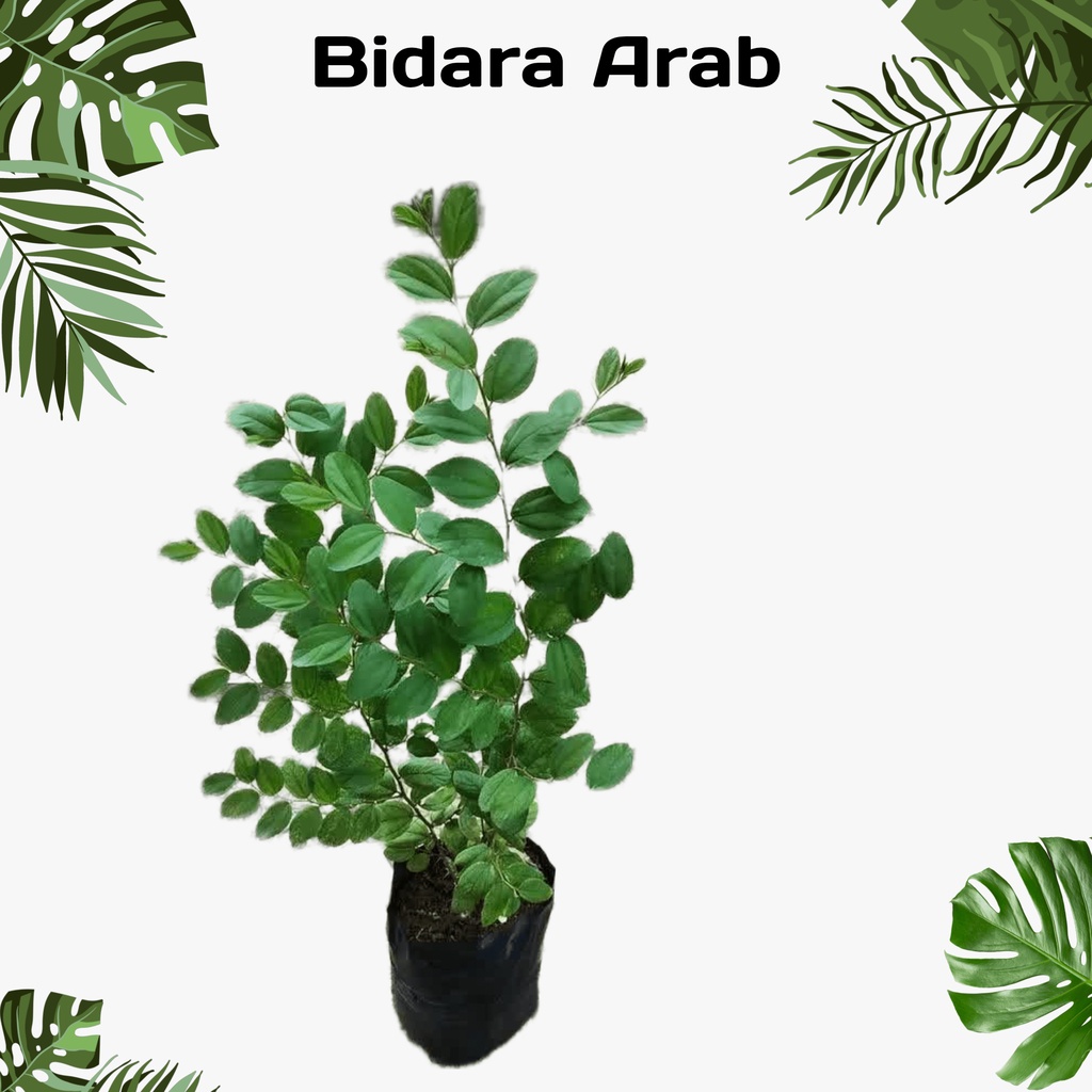 Pohon bidara arab - Tanaman bidara arab tinggi 30-40 cm