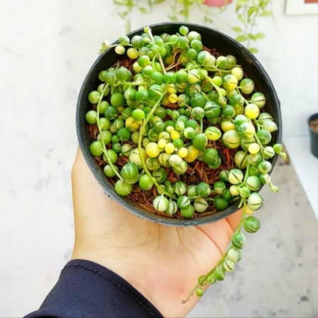 Sekulen string of pearl