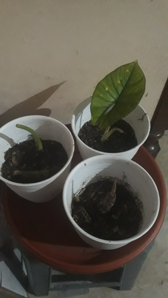 Bonggolan Alocasia Rigina