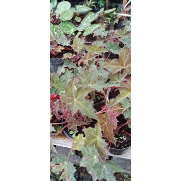 begonia bintang merah