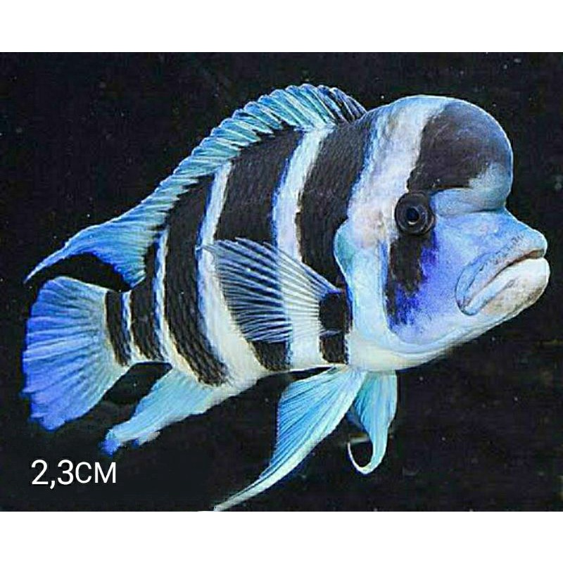 cichlid frontosa burundi