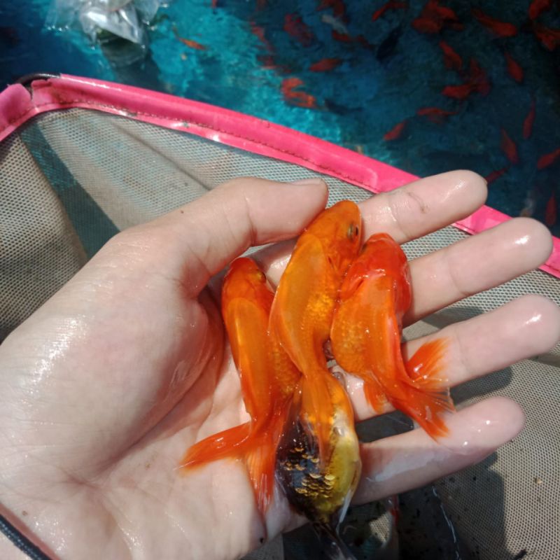 Koki Oranda Jambul ukuran jempol kaki