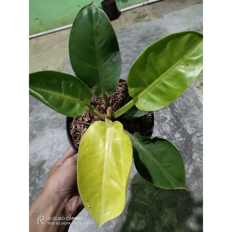 pohon Philo green congo /tanaman hias ( realpict )