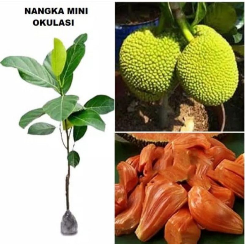 Bibit Nangka mini okulasi