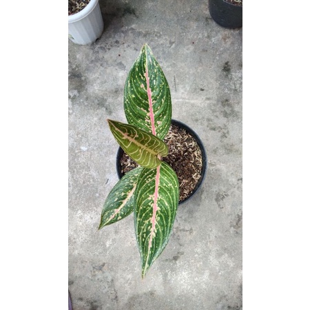 Aglaonema Gren legacy