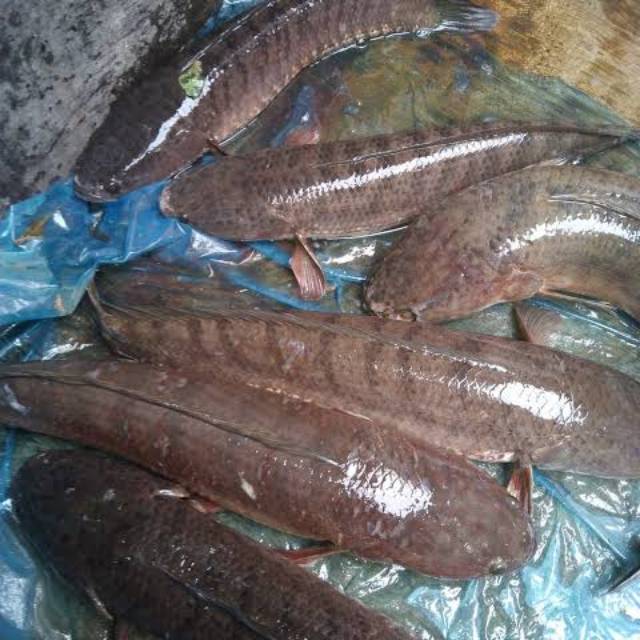 

Ikan gabus fressh buka frozen 1 kg