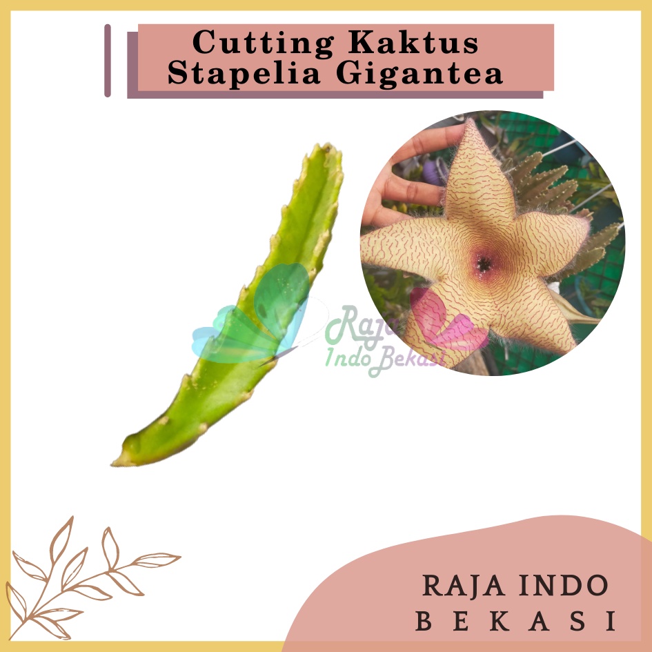 Cutting Kaktus Stapelia Gigantea Cactus Bunga Sekulen Cactus Gigantea Succulents Unik - Kaktus Sukulen Tanaman Hias Stapelia Gigantea