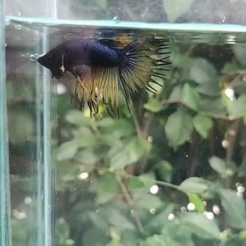 Ikan Cupang Crowntail Mustard Gas