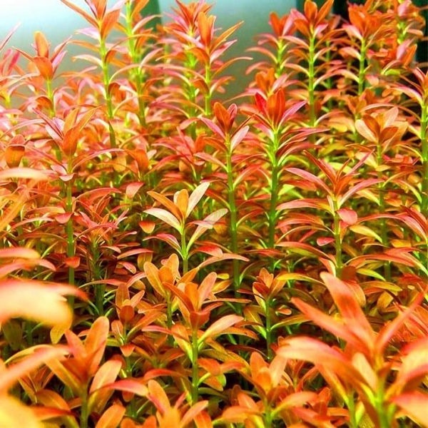 Rotala Ramosior Sunset ( Tanaman Aquascape Tumbuhan Air Hidup Hiasan Dekorasi Pohon Aquarium )