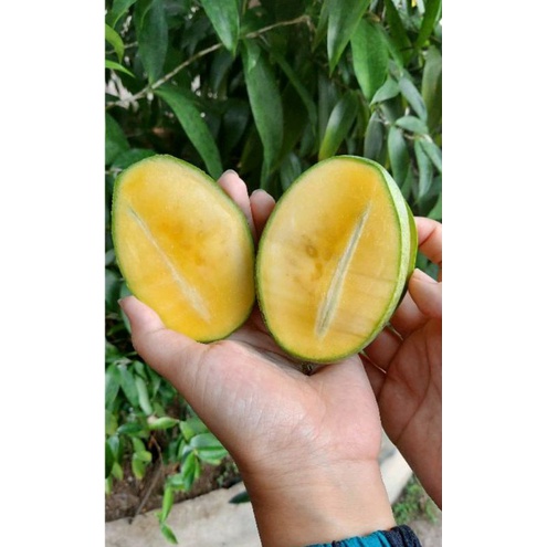 BUAH mangga manalagi (1kg.maniis)