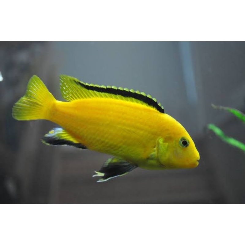 Siklid Lemon Cichlid Lemon - Ikan Hias Aquascape