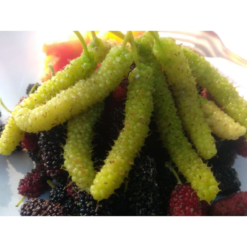 cutting Long white murbei