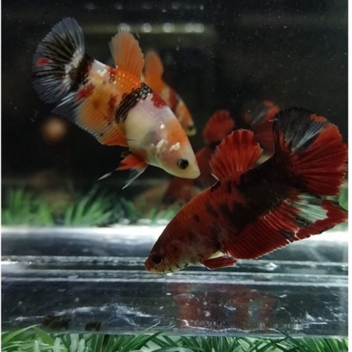 SEPASANG/1 PAIR IKAN CUPANG KOI COPPER x NEMO COPPER 100% REALPICT (KODE AN10)