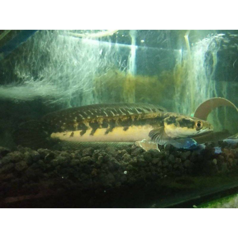 Channa Maru Sumatra 27cm