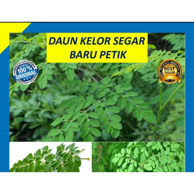 

Daun kelor segar baru petek dr kebon 250 g
