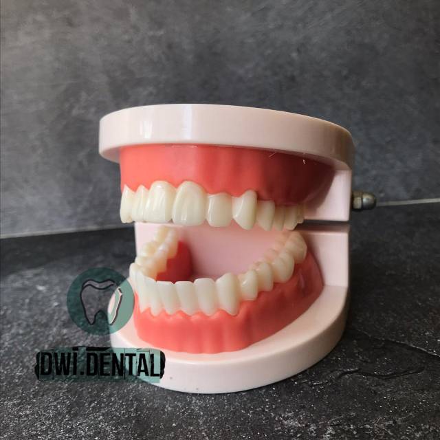 Dental model study gigi bening model studi gigi brace rahang gigi