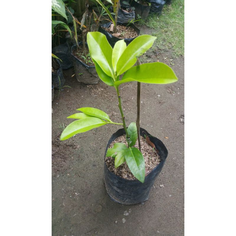 bibit buah black sapote jenis giant