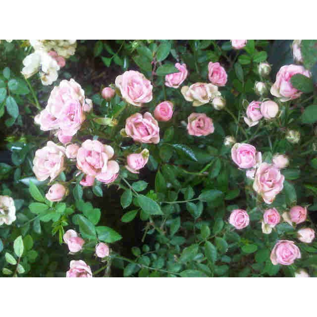 Mawar baby rose murah ( 1 paket berisi 5 + 1 pcs bonus )