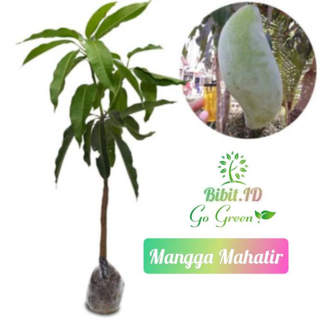 Tanaman mangga Mahatir/ bibit mangga Mahatir