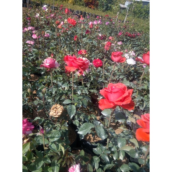 Tanaman Bunga Mawar Indukan Super Besar Mawar Holland (rosa sp) Pohon Hidup Bergaransi