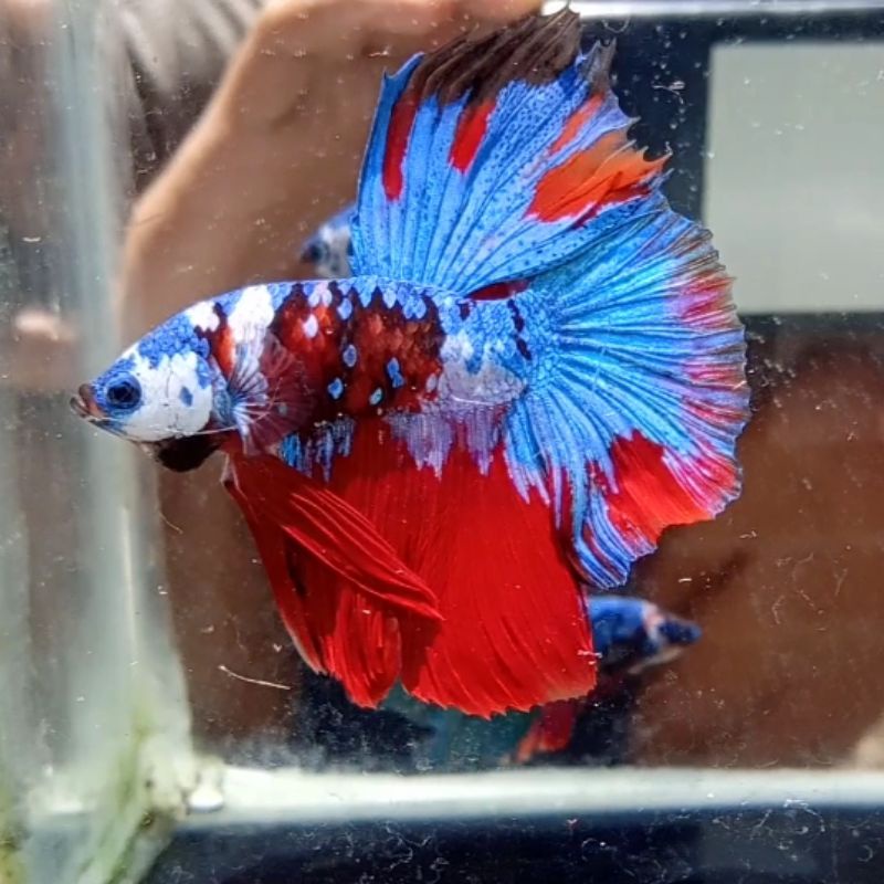 IKAN CUPANG HALFMOON MULTICOLOUR / SEPASANG / JANTAN DAN BETINA