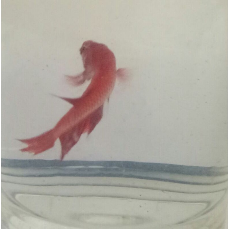 ikan cupang super red betina balikpapan