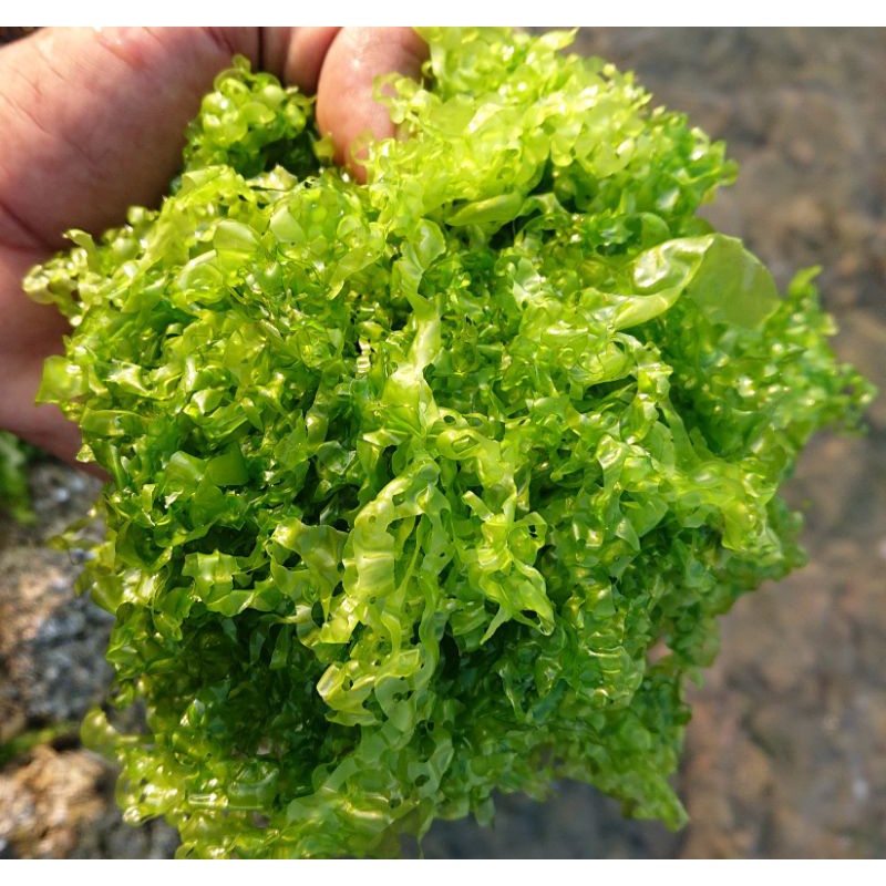 ulva lactuca, aseman, selada laut, caulerpa,angguran, glacilaria, serulata, mix