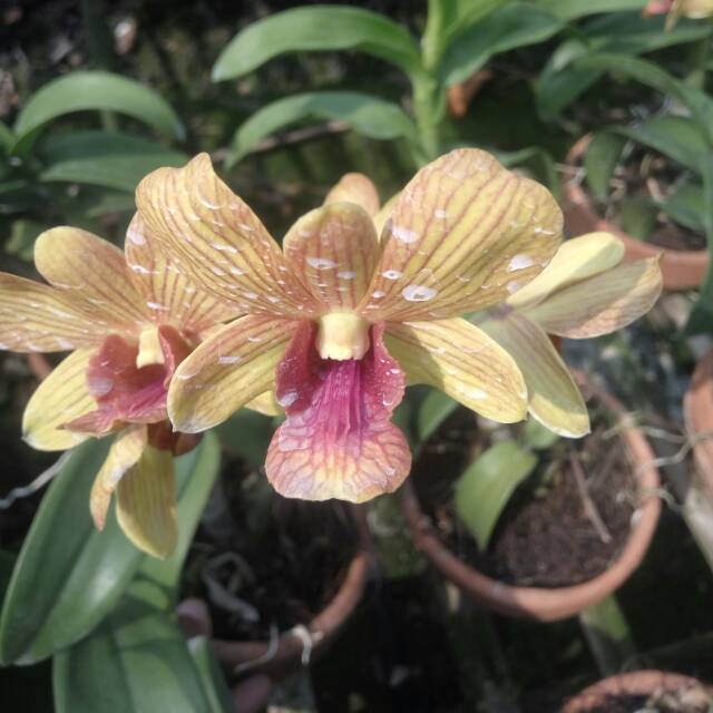 Anggrek dendrobium shripo 3lips