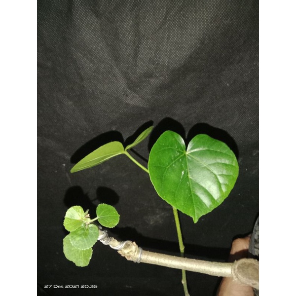 paket 2 bahan bonsai waru vietnam dan waru jepang grafting