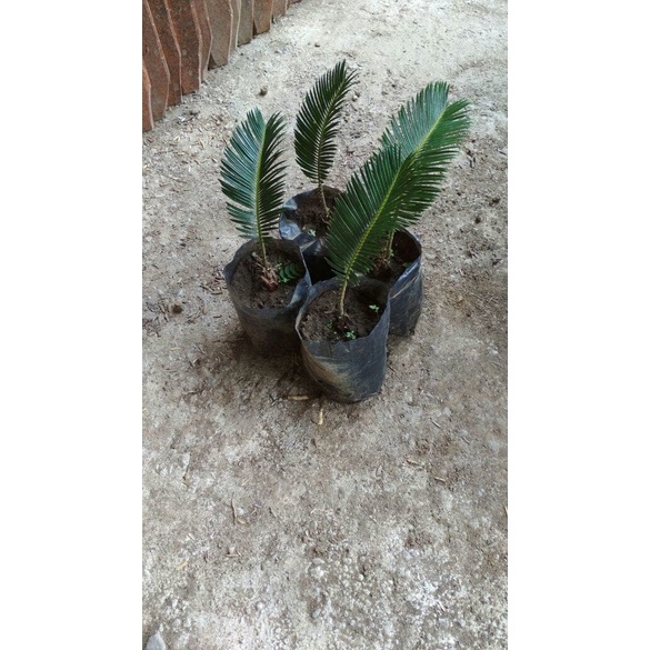 Bibit Sikas Mawar Jambe Mini