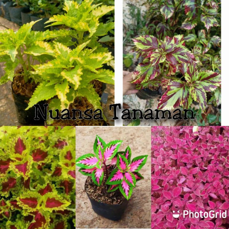 Paket 5 Tanaman Hias Miana - Tanaman Miana - Tanaman Hias Miana