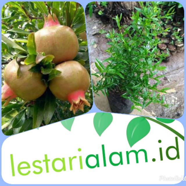 Bibit pohon delima putih bibit buah delima