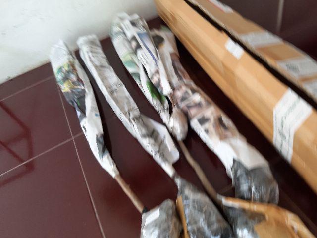 Bibit Tanaman Buah Alpukat Wina