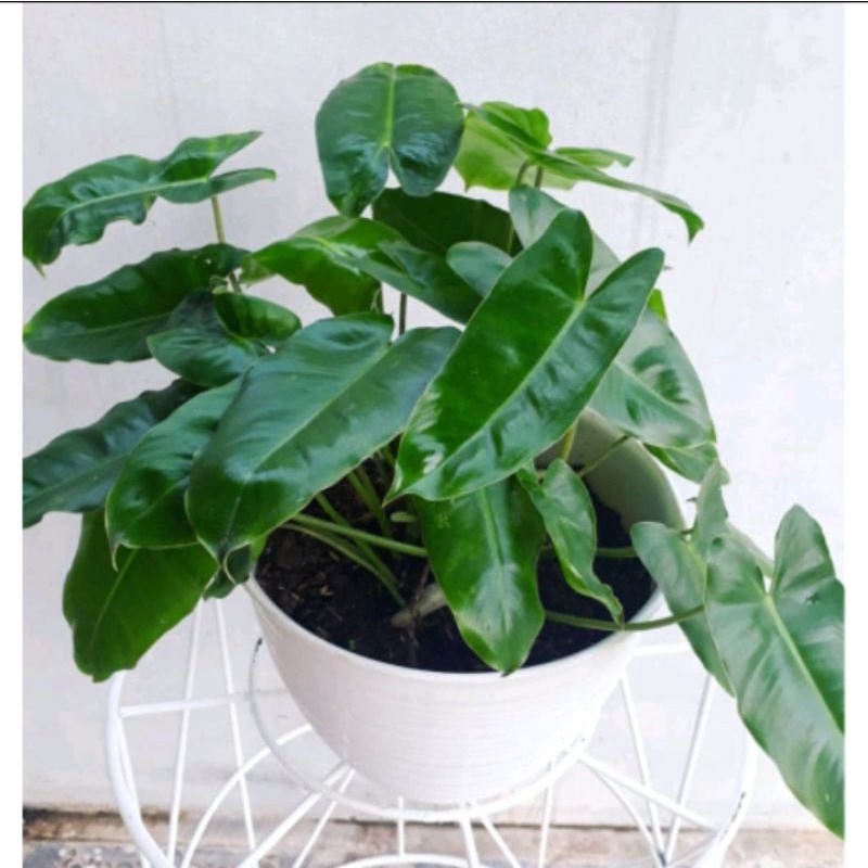 philodendron brekele / philo brekele / philo bulematk/ kabel busi kw xxx