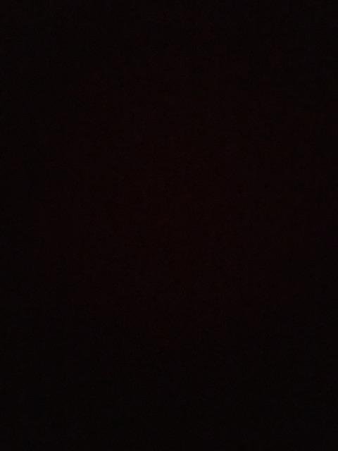 Promo 10  Bibit Bidara 15 20 Cm