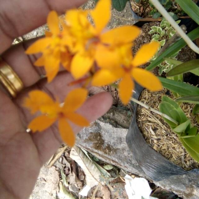 Tanaman anggrek tanah epidendrum atau merpati kuning