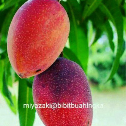 Bibit Mangga Miyazaki Golden Red Super Unggul Berkualitas