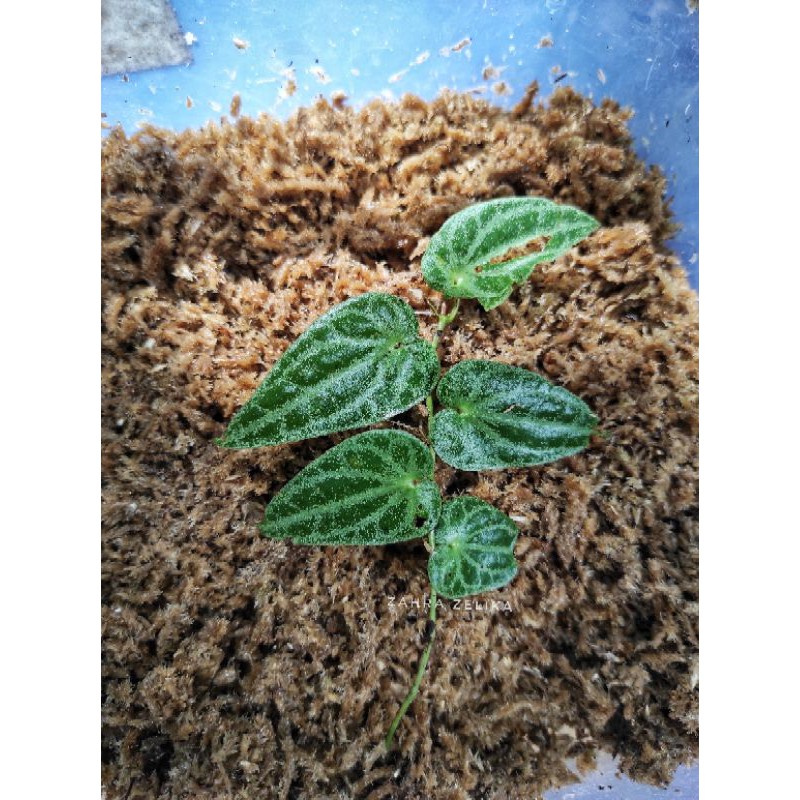 piper sylvaticum sp borneo