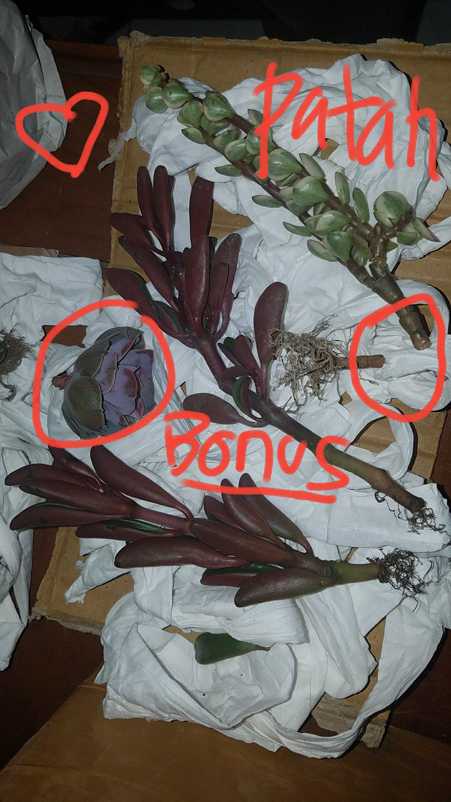 Sukulen Murah Dan Hemat Dengan Berbagai Macam Variant Sudah Termasuk Pot 10cm