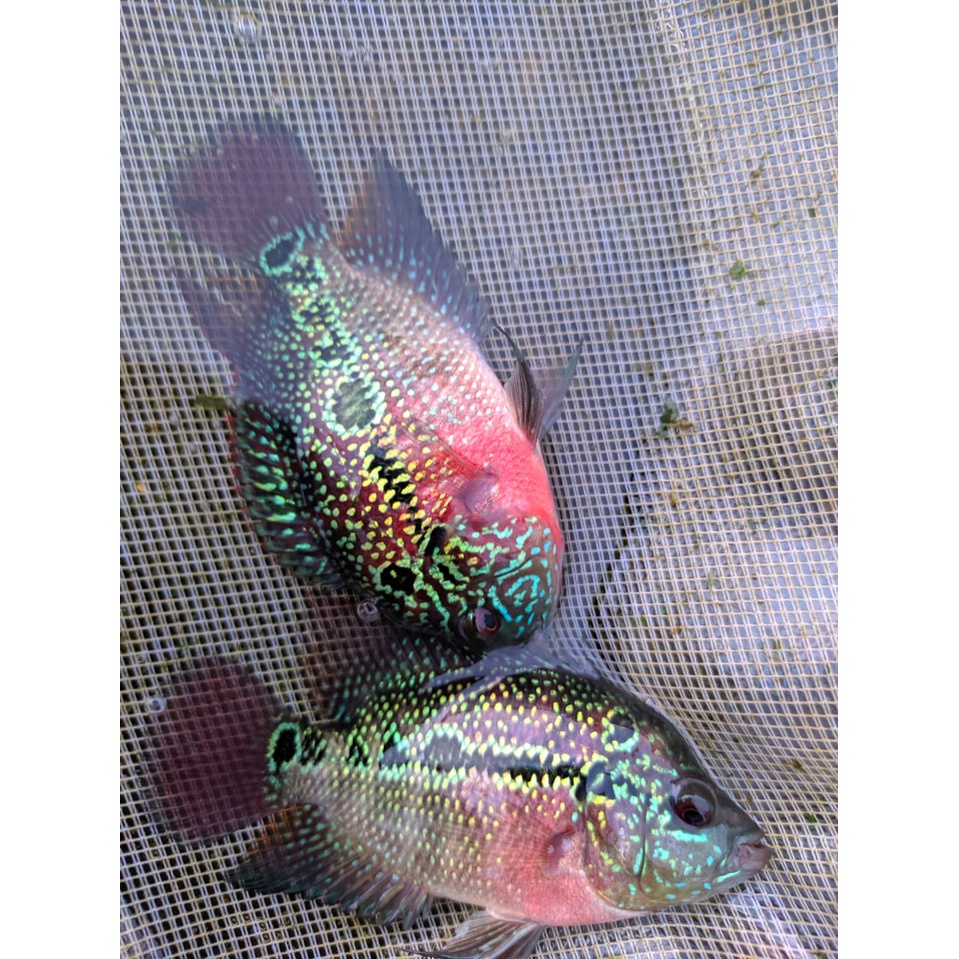 IKAN LOUHAN SRD CALON JENONG SIZE 4 5 6 CM