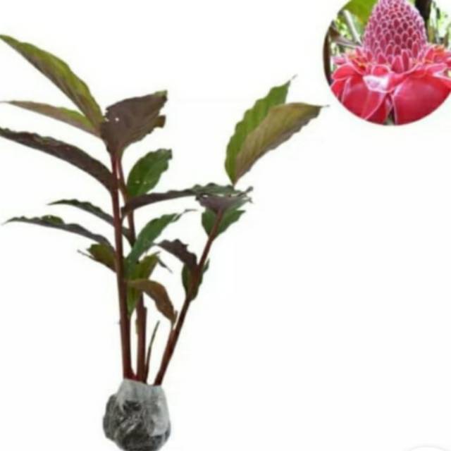 Bibit pohon kecombrang