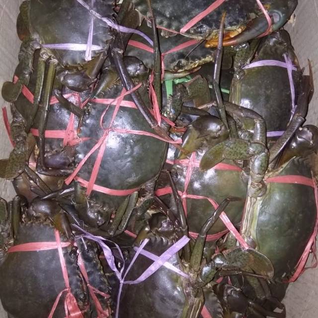 KEPITING BAKAU PAPUA MATI FRESH