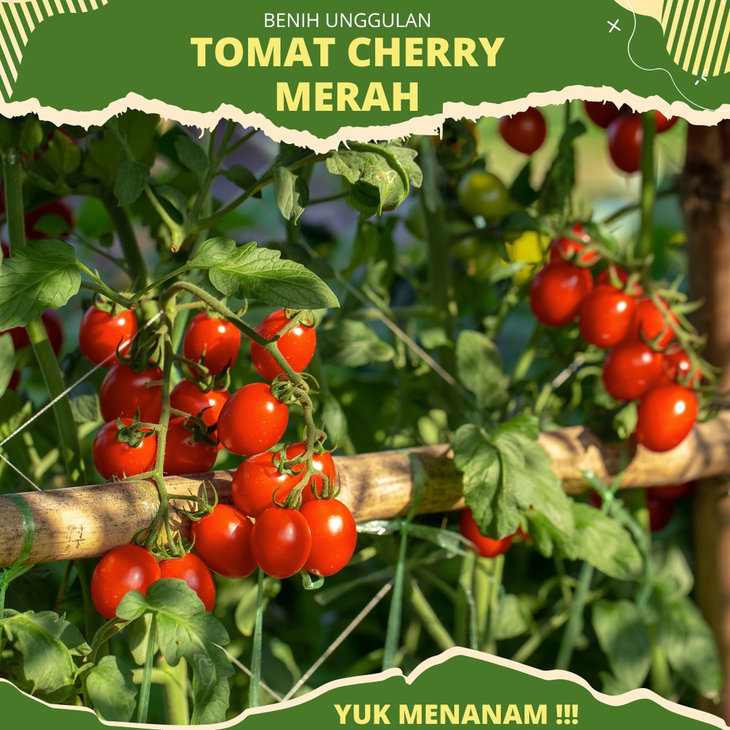 5 Biji - Benih Tomat Cherry Merah benih unggul