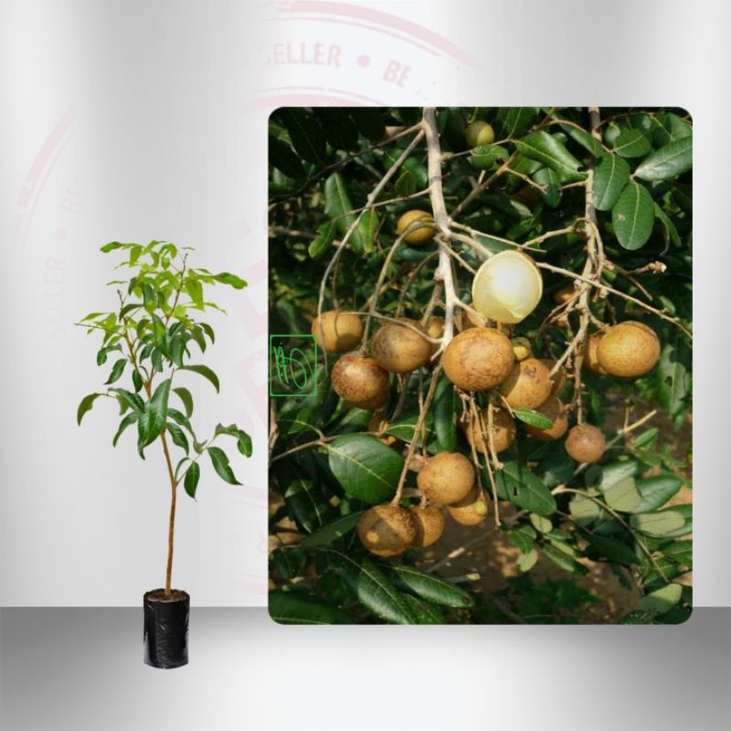 Tanaman Buah Kelengkeng Matalada Biji Kecil 1 Meter