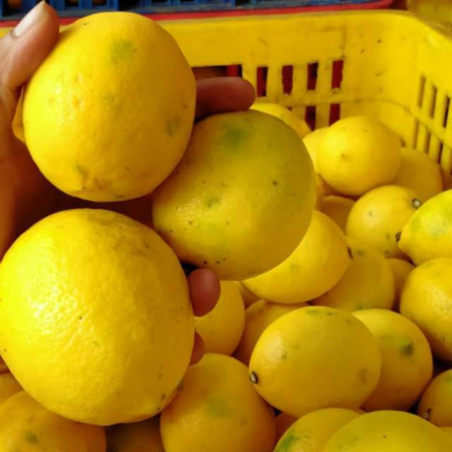 Lemon California Lokal grade A2