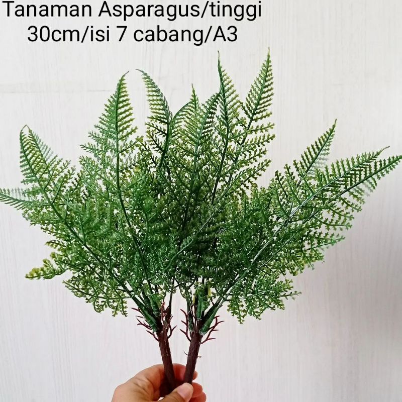 Tanaman Asparagus