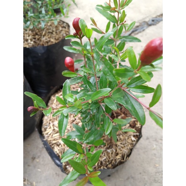 Tanaman buah delima merah