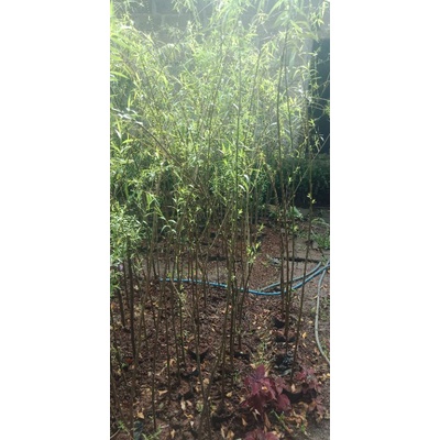 Pohon Pelindung Liang Liu