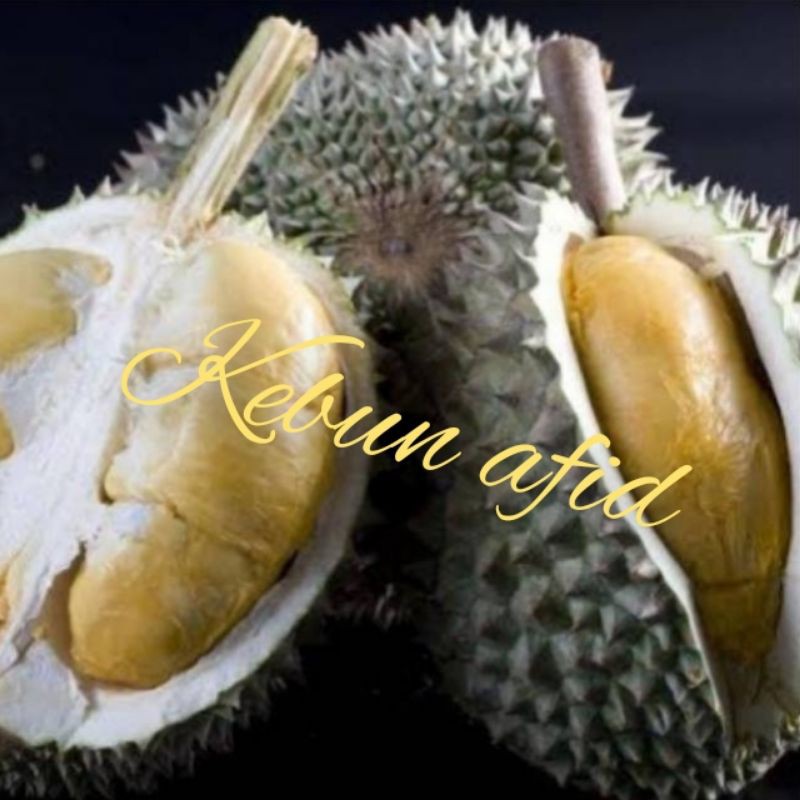 bibit durian duri Hitam okulasi